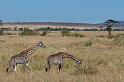 084 Tanzania, N-Serengeti, giraffes